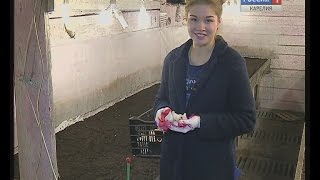 В Карелии выращивают тюльпаны уникальным способом