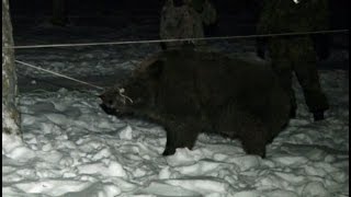 Кабана, пойманного в Хабаровске, выпустят в естественную среду.MestoproTV
