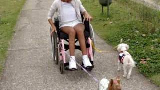 cães de trenó na Pampulha MOV05109