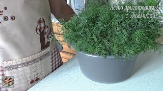 Мои первые заготовки на зиму. Замораживаю укроп. Легко приготовить!
