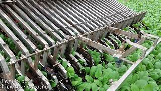ЗАЛИПАТЕЛЬНОЕ ВИДЕО: Машина для уборки редиса, amazing agro