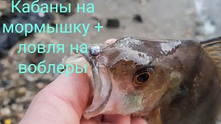 Мормышинг и не только.ОКУНИ РВУТ ЛЕСКУ И ПРИМАНКИ!!!