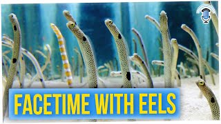 This Japanese Aquarium is Worried About its Shy Eels in Quarantine