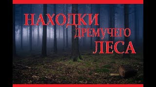 ЛЕС АЛТАЯ НЕ ОСТАВИЛ БЕЗ НАХОДОК