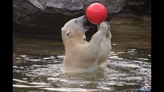 Eisbären Hertha und Tonja im Tierpark Berlin 26.10.2019