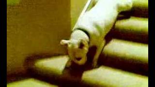 Buddy and the Stairs