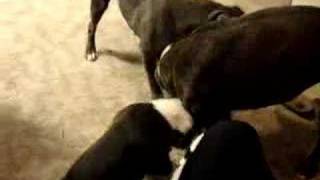 Rivers Edge Pitbulls