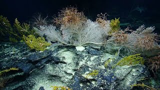 Incredible Calyptrophora Coral Colony | Nautilus Live