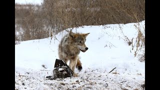Проверка капканов на волка.(Попалась Патрикеевна)