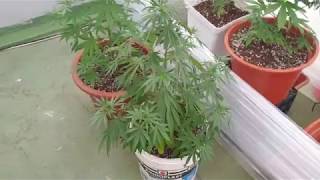 Seguimiento CULTIVO EXTERIOR de REGULARES y AUTOMATICAS  Nº13 |JoWeed |