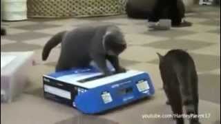 Funny Cat Videos If I Fit I Sit LOL