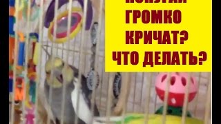 Корелла попугай самец громко кричит, что делать? Гарик разговаривает и чихает. Рома волнистик шумный