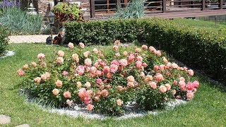 Королевские клумбы из роз в вашем саду!
