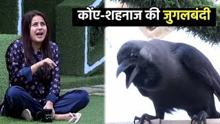 Bigg Boss 13 : Shehnaz Gill Ne Ki CROW Se Funny Baate | Day 118