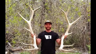 I WASN'T EXPECTING THIS, HUGE BULL ELK FOUND!! Ep. #1