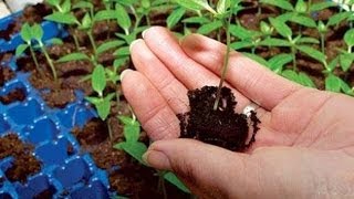 Подготовка почвы для рассады. GuberniaTV