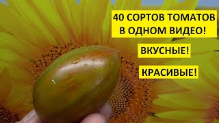 Томаты. Коллекционные сорта томатов вкусные, красивые! Поражают нас своим разнообразием!