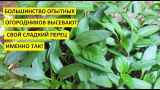 Посадка семян перца с последующей пикировкой рассады.