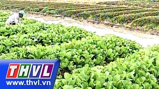 THVL | Chào buổi sáng (02/12/2014)