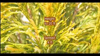 The Brightest Arborvitae   Forever Goldie