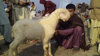 Narifarm mandi ma 0size ke mundray 03419019601