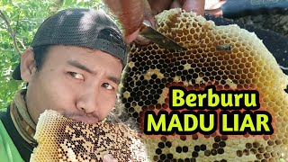 Mencari Madu Asli Dari Lebah Liar