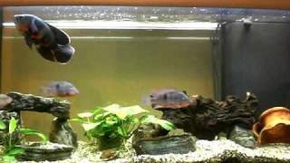 acquario 210L ciclidi sud america astronotus-meeky-nigro fasciatus