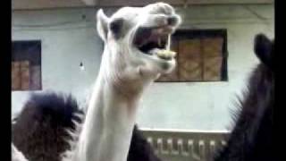 Funny Camel Must See بعير دلوع لازم تشوفه