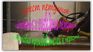 Петушки. Содержание и разведение петушков. Подготовка производителей к нересту. Продолжение.