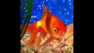 Cuidados de un pez japones o GoldFish