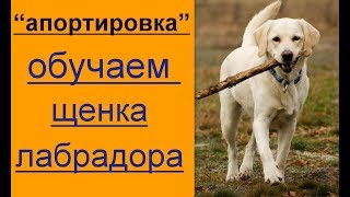 апортировка или как научить приносить игрушку дрессировка щенка лабрадора