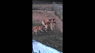 4 gay male dogs