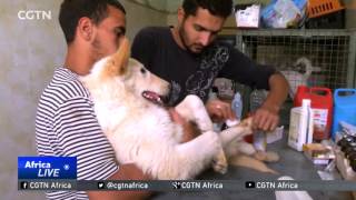Cairo rescue centre cares for stray, injured dogs