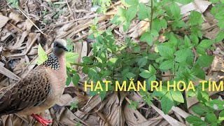 Hạt mằn ri hoa tím - cu gáy ăn cực xung