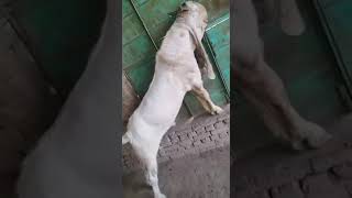 Longest length Breeder Goat | Extra Ordinary Gulabi Goats | Nagra Farm