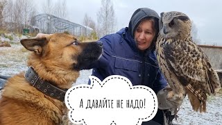 Дружим сову филина Ёлку и собаку Пса Кубика