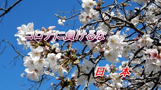 新型コロナ外出自粛　家で観る故郷の桜「4K コロナに負けるな　日本　頑張れ　日本　熱海市網代温泉　櫻田の桜2020」