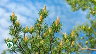 322 Целебные почки растений