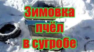 ???ОТКАПЫВАЮ УЛЬЯ РУТА ИЗ СУГРОБОВ СНЕГА И КАК ОНИ ПЕРЕЗИМОВАЛИ НА ВОЛЕ от А до Я