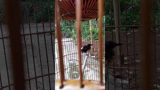 trotolan murai batu betina 4bulan mutasi pastol yg mirip jantan#trotol #burung #birds #kicaumania