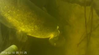 Сом атакует человека!сом-людоед!!!Подводная охота на сома 2018.!камеру!Spearfishing catfish