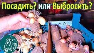 Семенной картофель бесплатно ???? Миниклубни - сорта картофеля без посадки в огороде Опыты Гордеевых