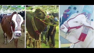 Tik Tok Videos Of Cow Mandi Karachi | Cow Mandi Sohrab Goth 2019 | Tik Tok Videos