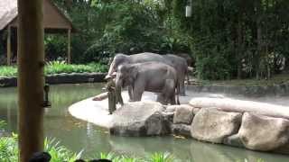 Elephant Show at Singapore Zoo, 2015