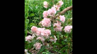 КЛАРКИЯ (CLARKIA) сем. Кипрейные