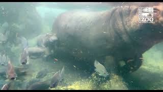 Baby Hippo Fritz Explores Hippo Cove at the Cincinnati Zoo for the First Time