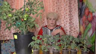 Томаты. Как высчитать точную дату посева томатных Гномов и не "промахнуться"?