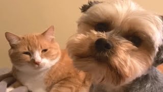 Genius dog trains his cat to groom him