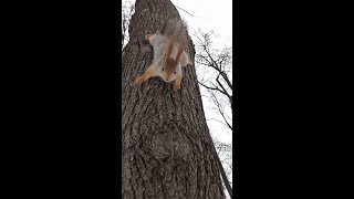 Белка приползла и выбрала орех / The squirrel crawled and chose a nut