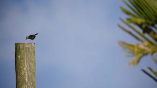 Canon 5D Mark III w/ EF 100-400mm IS II USM Video Samples